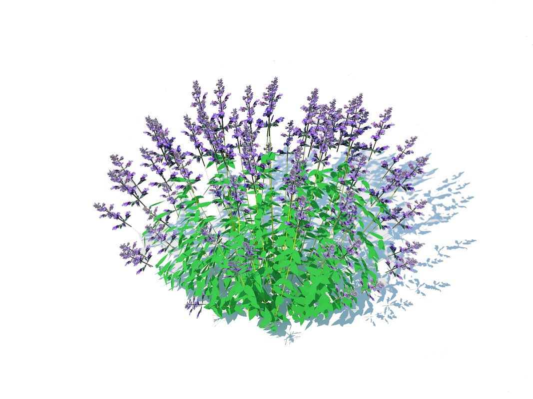 Nepeta fassenii-blue catmint Image 6