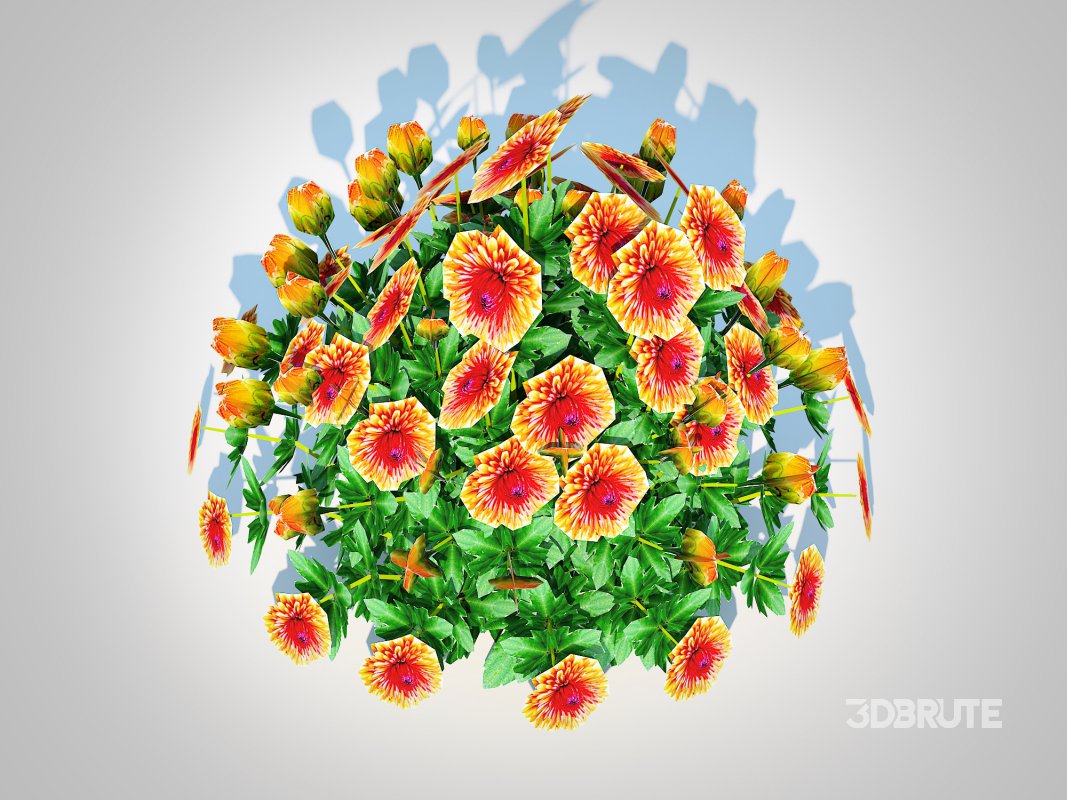 Chrysanthemum – Hardy Mum rust Image 3