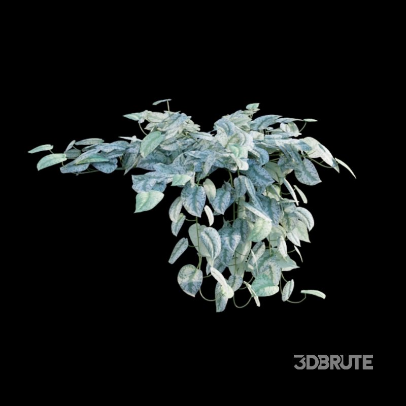 Scindapsus pictus – Satin Pothos Image 3