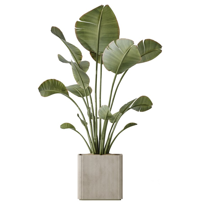 AV Indoor plants set 204 Mission Olive and Ficus Cyathistipula and Lemon Lime Cane Dragon and Banana Strelitzia Nicolai Image 4