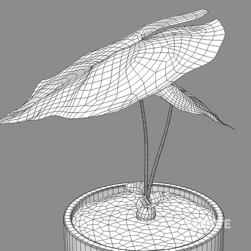 Anthurium clarinervium Image 7