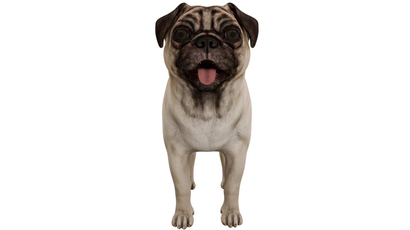 Pug Image 7