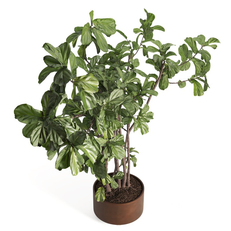 Indoor Plant Fiddle Fig Image 2