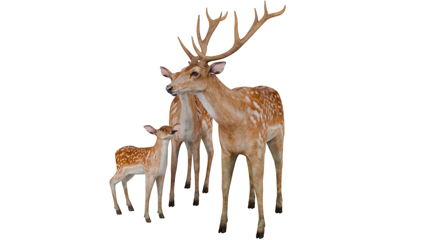 Deer Family Image 2