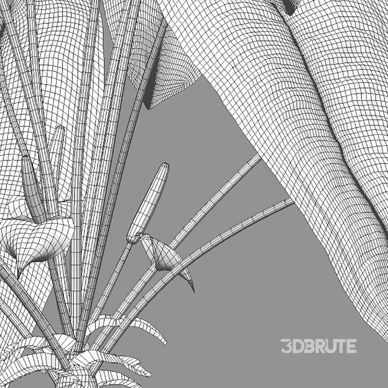 Anthurium Veitchii Image 7