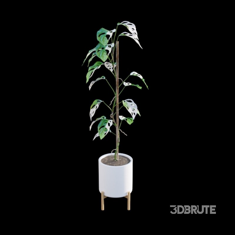 Monstera Adansonii – Swiss Cheese Plant – 02 Image 4