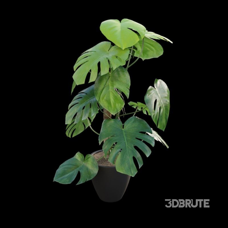 Monstera deliciosa Image 6