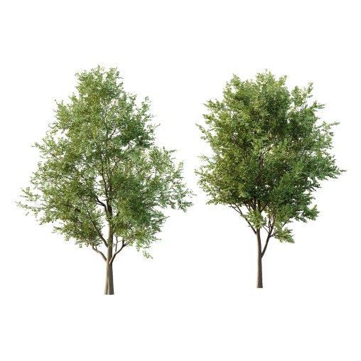 fraxinus excelsior Tree001