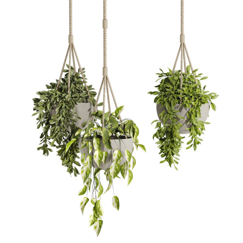 hanging plants Image 2