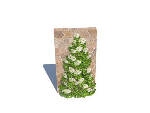 Hydrangea petiolaris – Climbing hydrangea