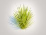 Carex elata – Bowles Golden Sedge - Thumbnail 1