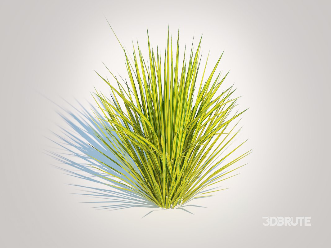 Carex elata – Bowles Golden Sedge Image 1
