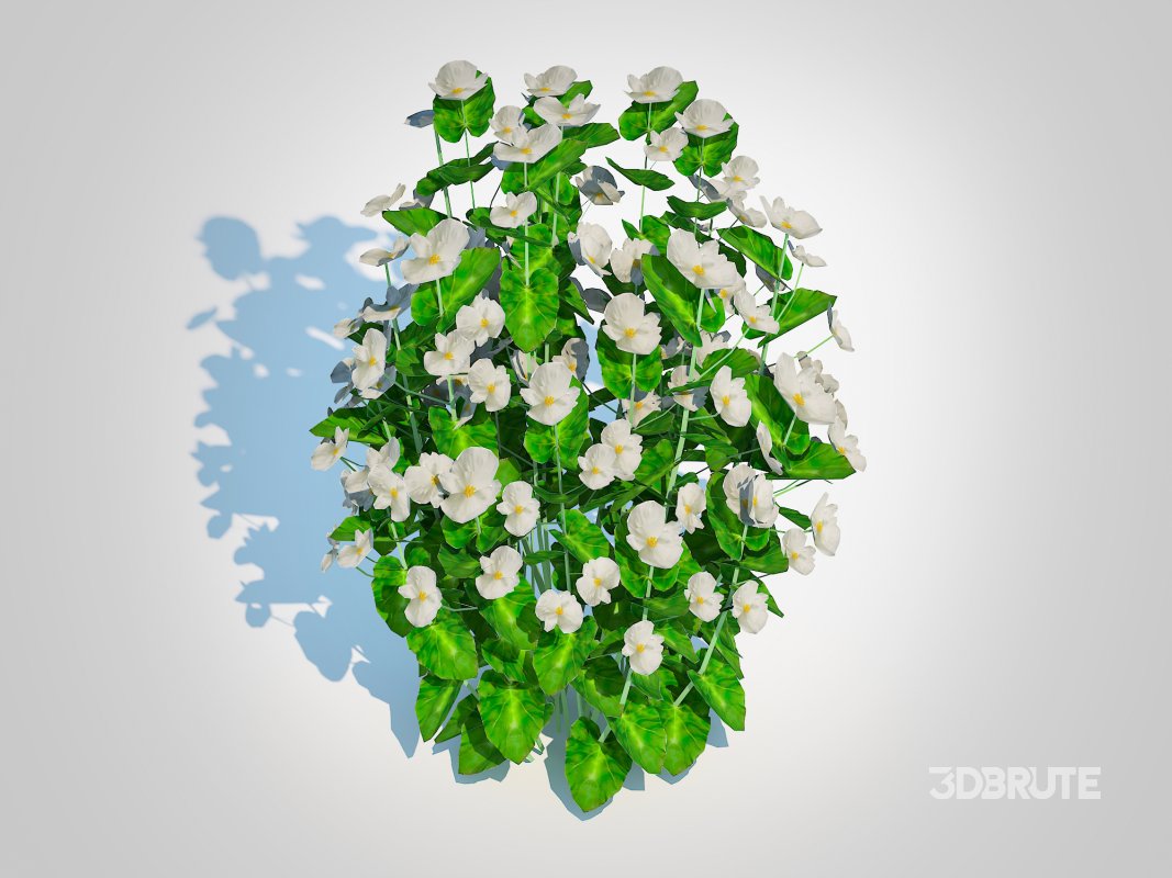 Begonia semperflorens – white Image 2