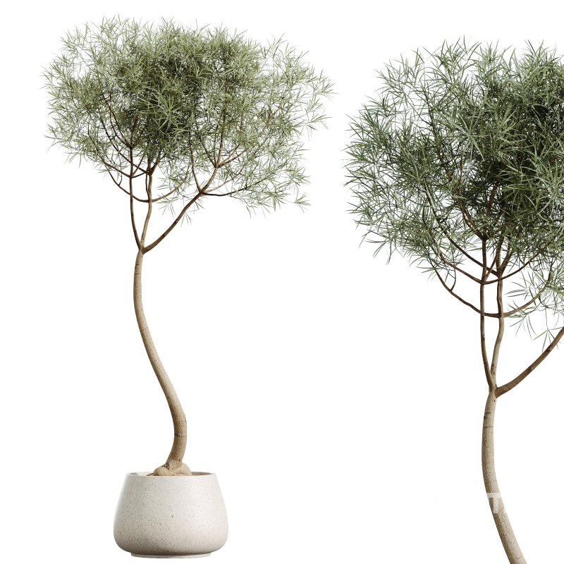 AV HousePlants Japandi Decorative Minimalism Ficus Dracaena Marginata27 Image 2