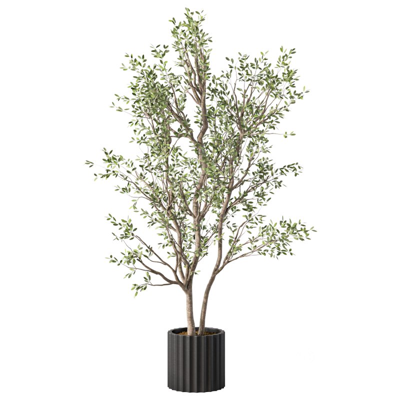 Olive Tree Indoor Plant Set.29 Image 3