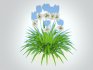 Agapanthus-dwarf-white - Thumbnail 4