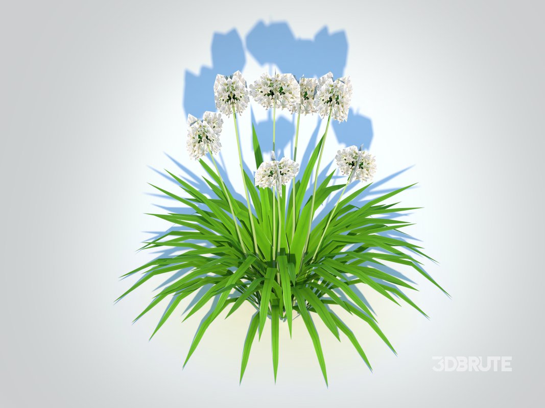 Agapanthus-dwarf-white Image 4