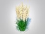 Calamagrostis-reed grass - Thumbnail 1