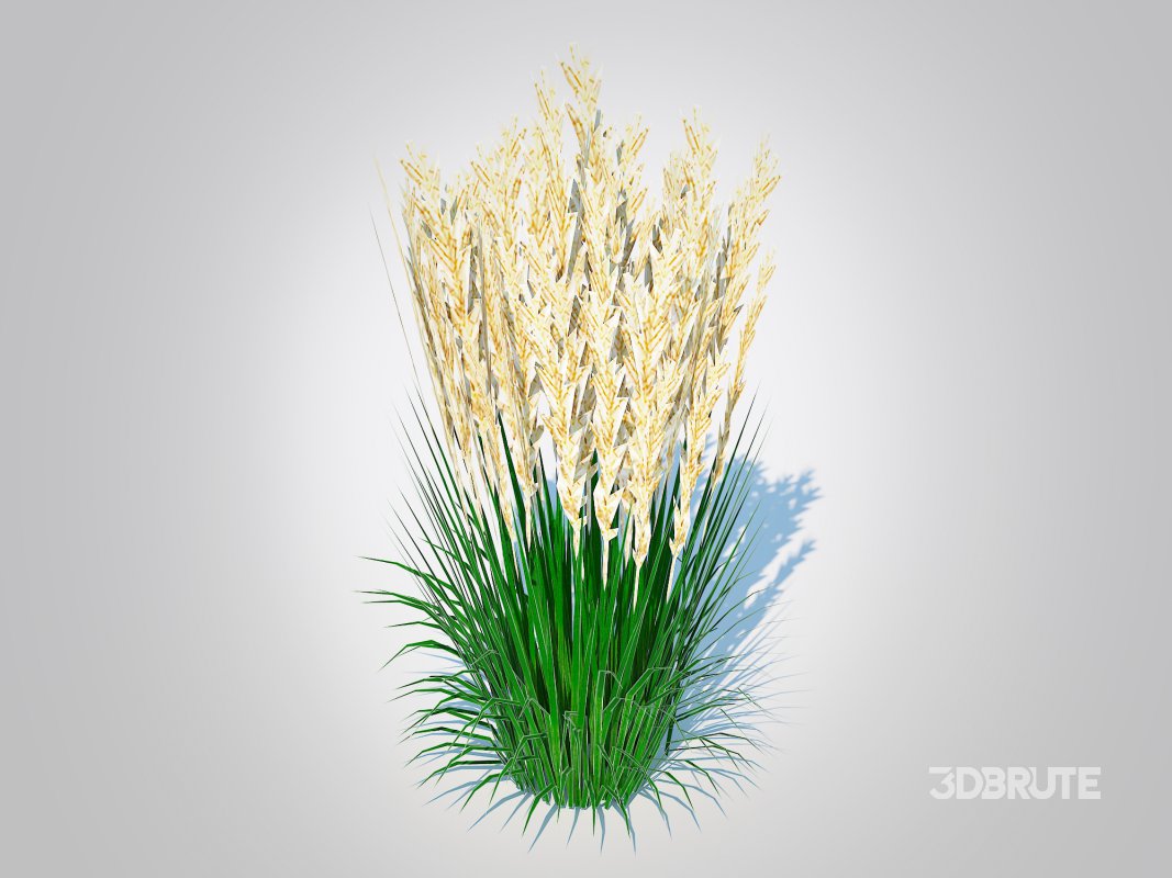 Calamagrostis-reed grass Image 1