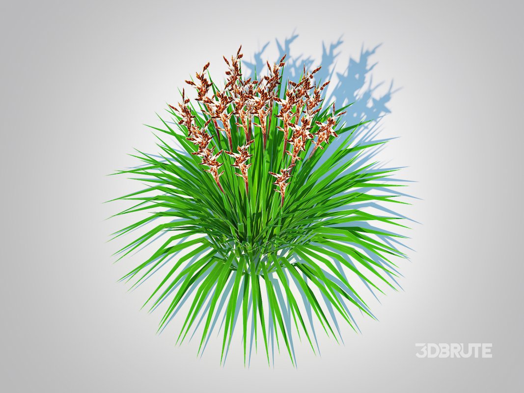 Deschampsia flex – Tatra Gold Wavy Hair Grass Image 3