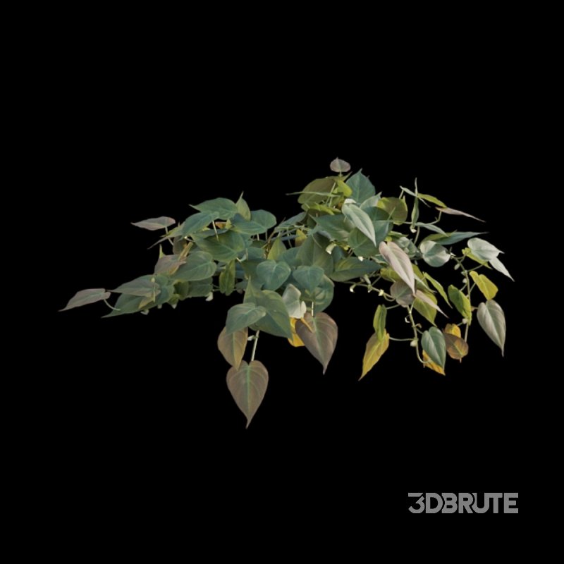 Philodendron Scandens Micans Image 5