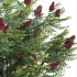 Rhus typhina – Staghorn Sumac 02 - Thumbnail 3
