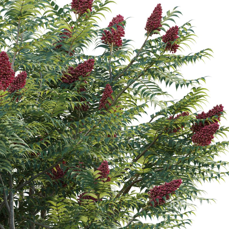 Rhus typhina – Staghorn Sumac 02 Image 3