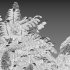Rhus typhina – Staghorn Sumac 02 - Thumbnail 5