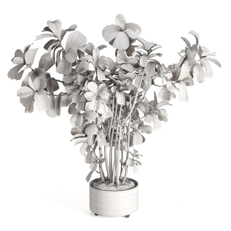 Indoor Plant Fiddle Fig Image 4