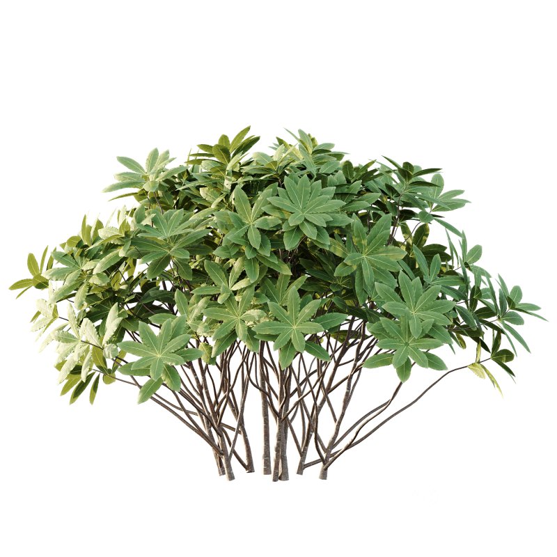 Edgeworthia chrysantha Plant Bush 03 Image 2