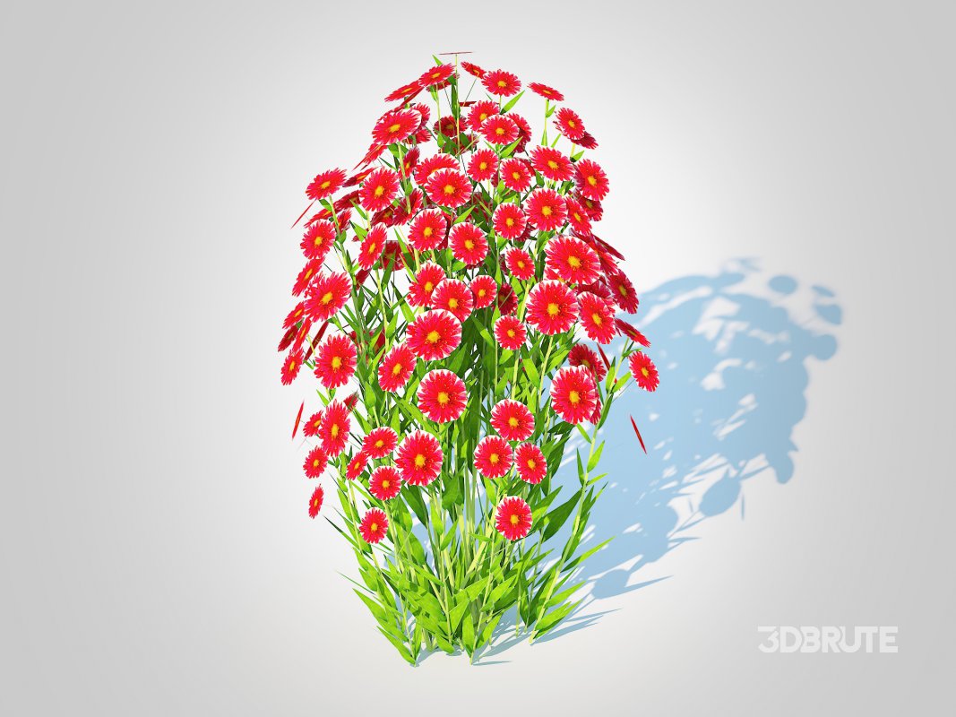 Aster novi-belgii – Dawrf Aster – red Image 1