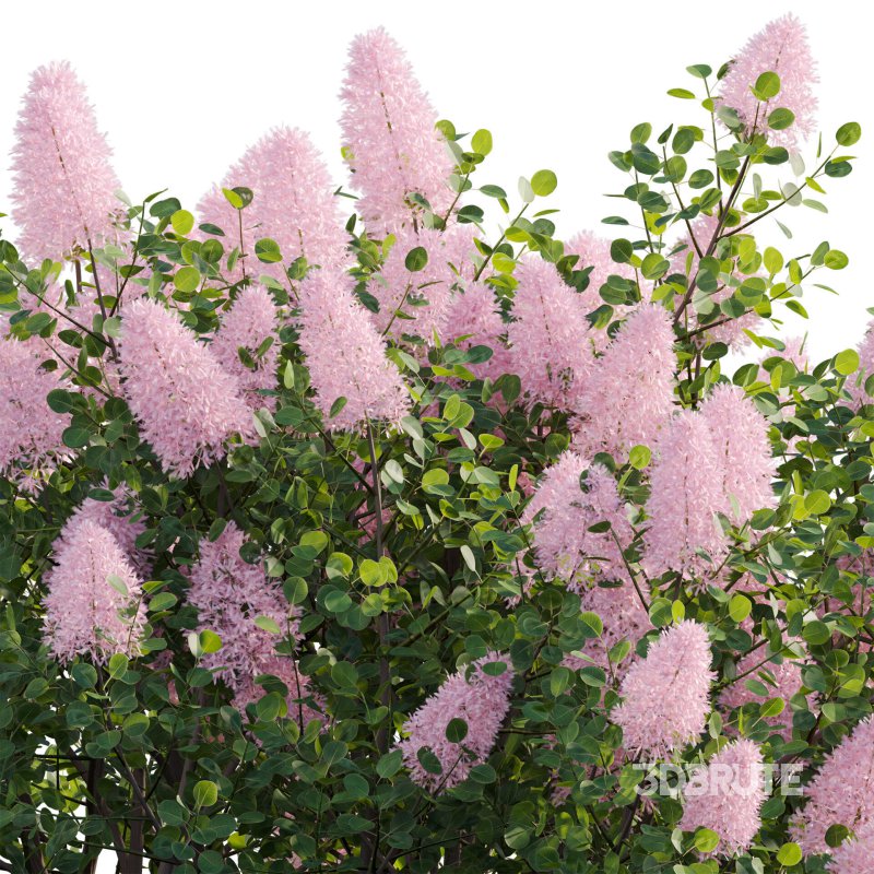 Cotinus coggygria – Smokebush 01 Image 3