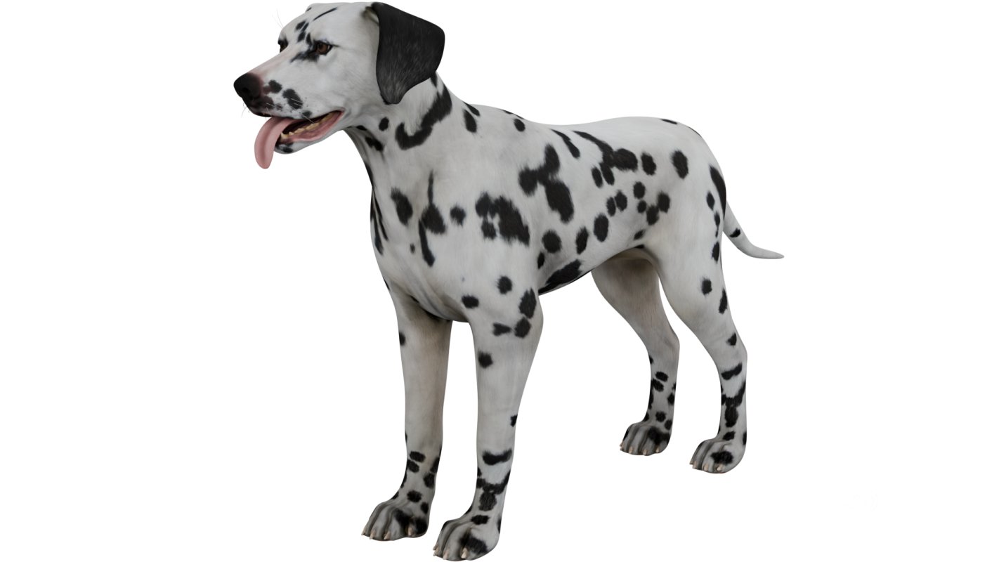 Dalmatian Image 4
