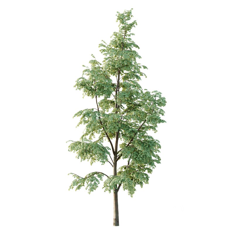 Carpinus Betulus Tree 06 Image 3