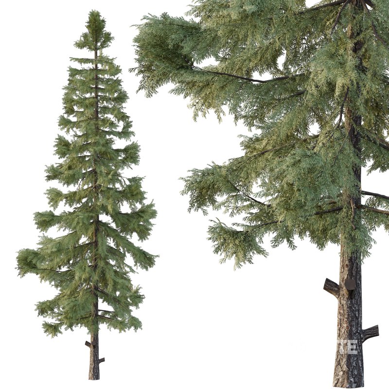 Alaska cedar Chamaecyparis thyoides Tree Image 5