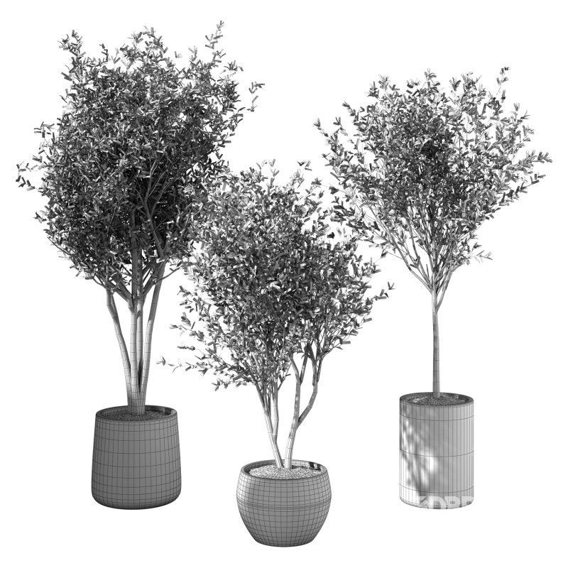 Olive Tree Indoor Plant Set.6 Image 3