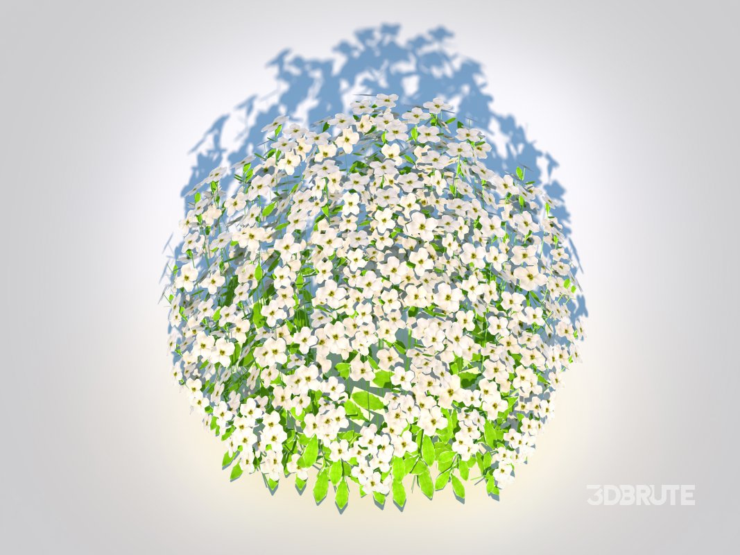 Arabis caucasica -Snow Cap Image 4