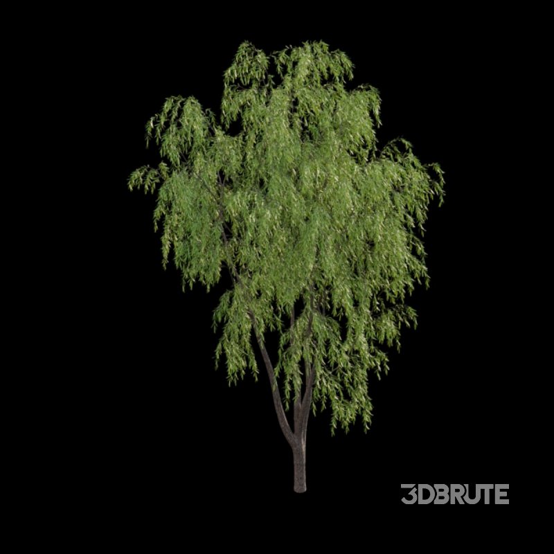 Salix babylonica – Weeping Willow 03 Image 3