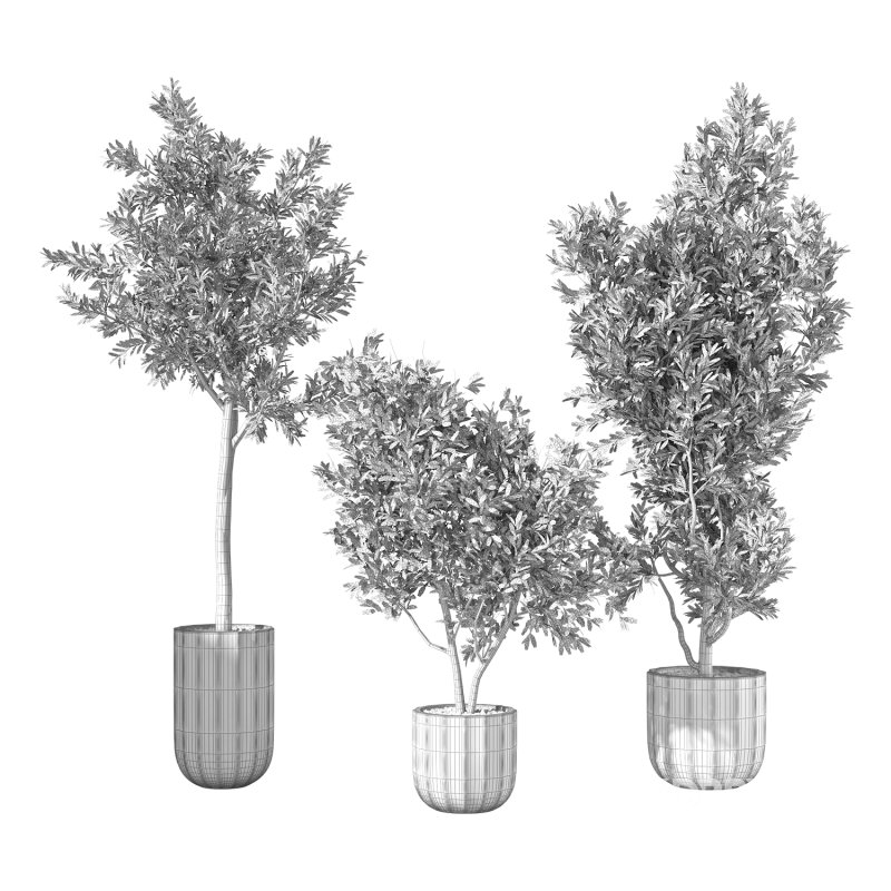 Olive Tree Indoor Plant Set.17 Image 2