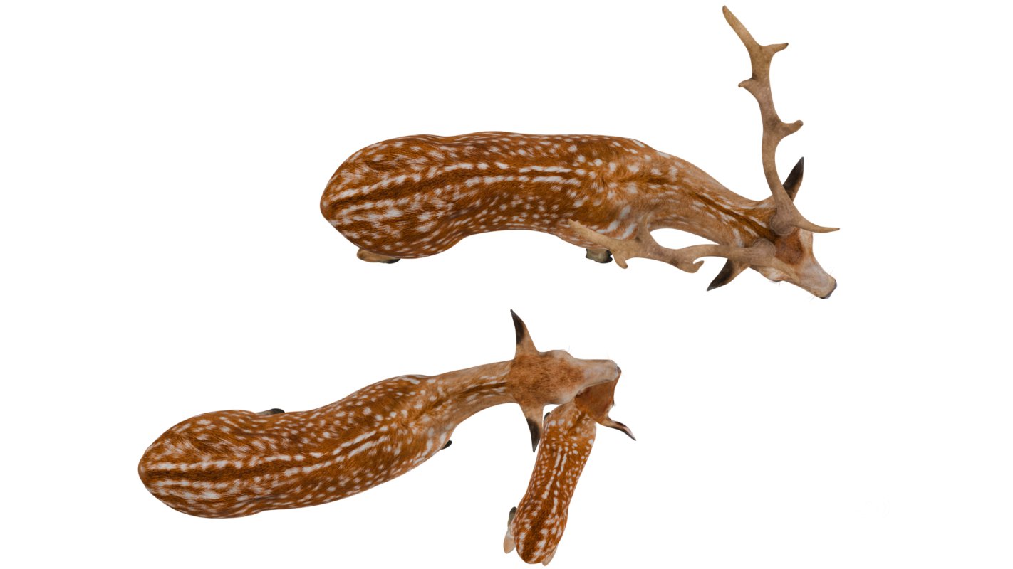 Deer Family Image 10