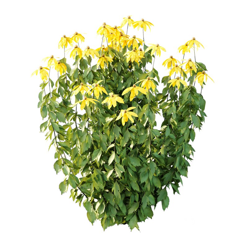 Different bush 07 Image 2