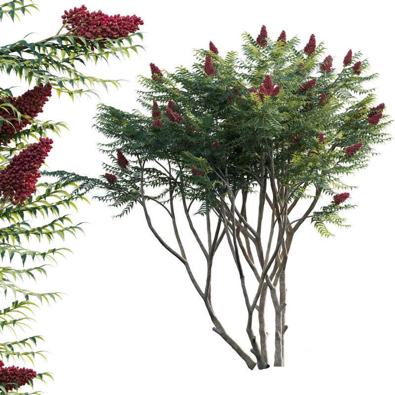 Rhus typhina – Staghorn Sumac 02 Image 1