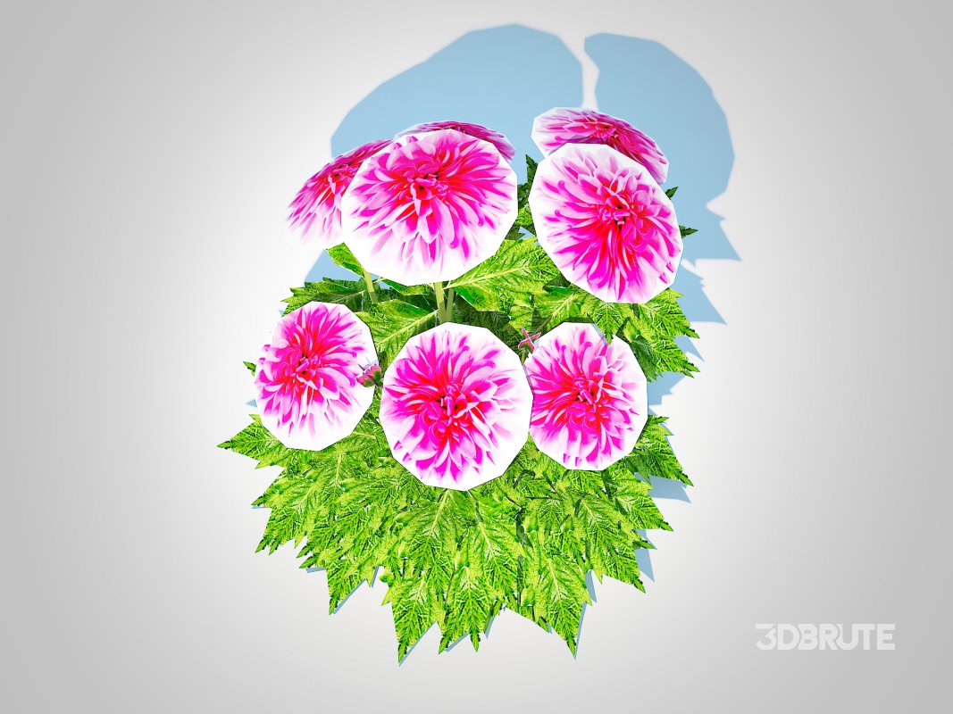 Dahlia Lisa Dark Pink Image 3