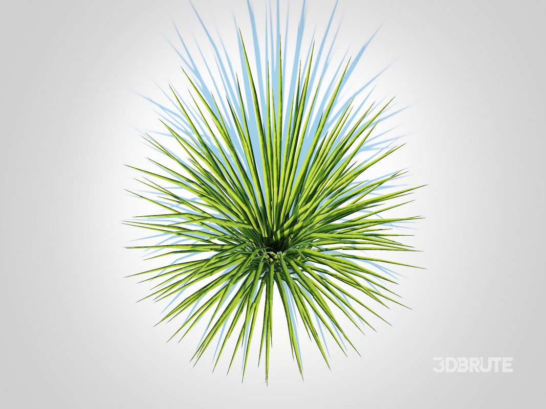 Acorus gramineus variegatus – Sweet Flag Image 2