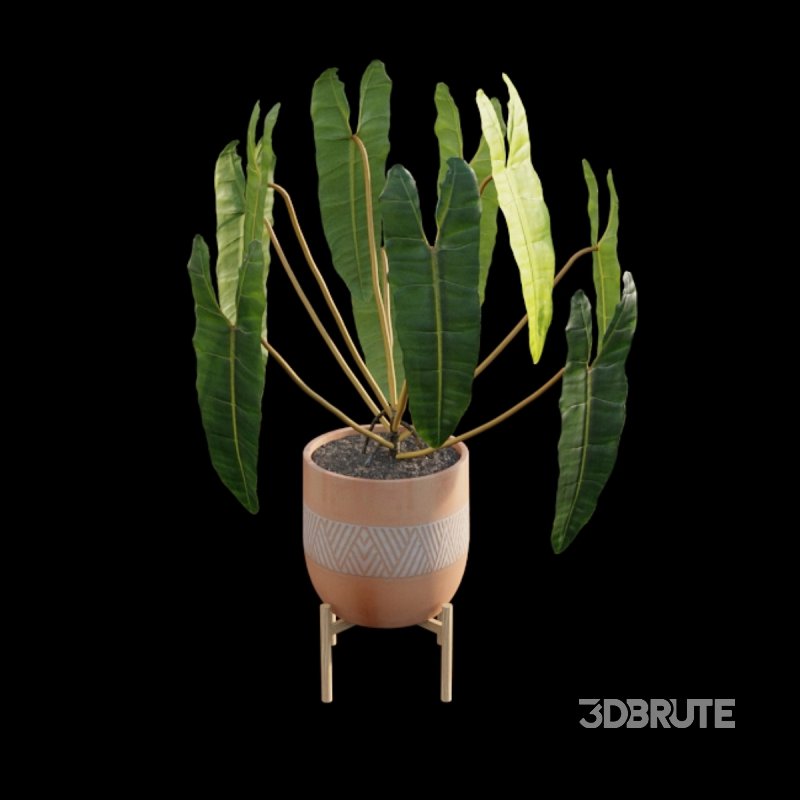 Philodendron billietiae – Croat Image 6