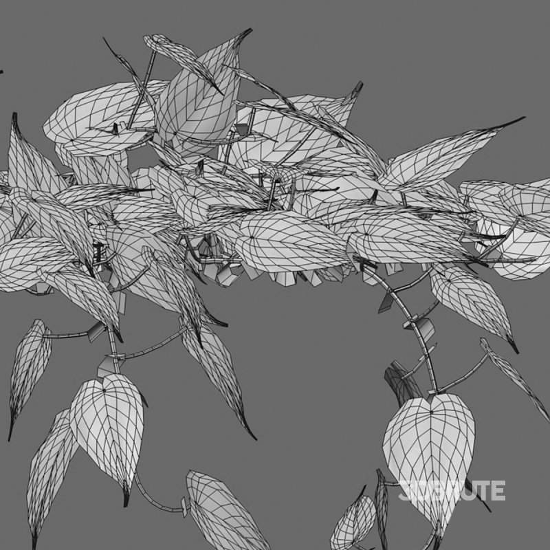 Philodendron Scandens Micans Image 7