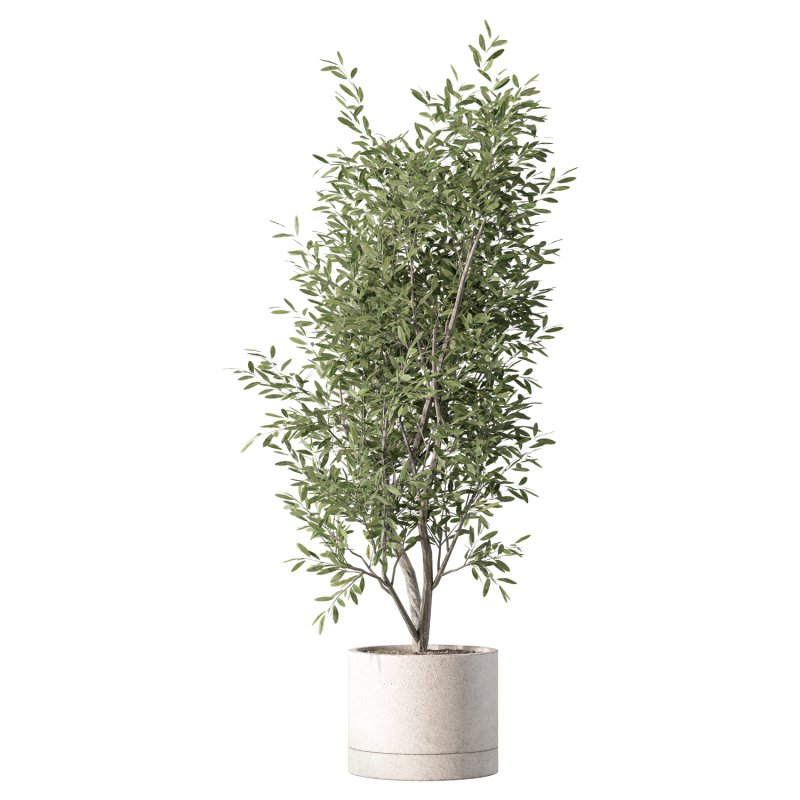 Olive Tree Indoor Plant Set.19 Image 2