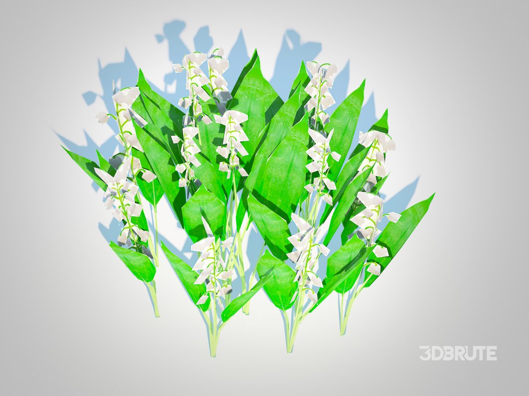 Convallaria majalis – Lily of the Valley Image 3