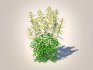 Aruncus-goatsbeard - Thumbnail 2