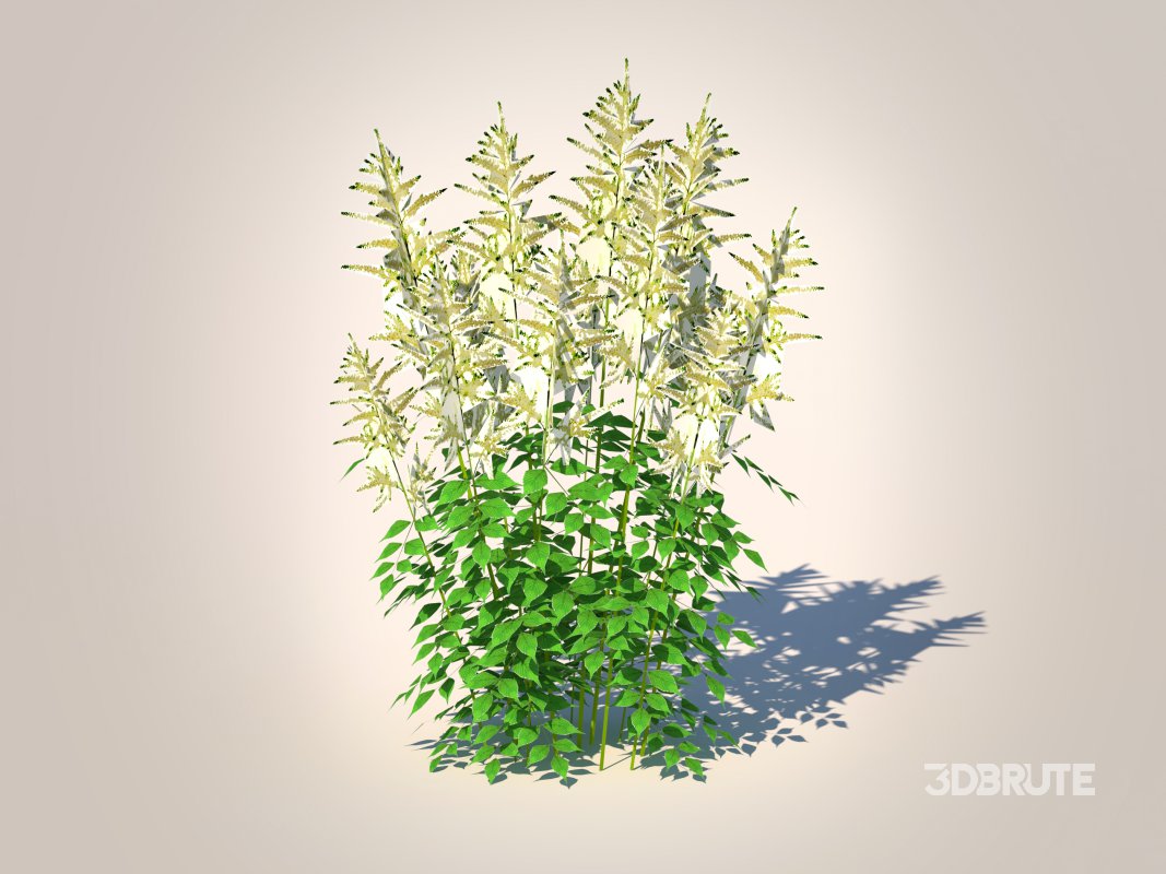 Aruncus-goatsbeard Image 2